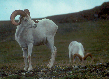 2 sheep