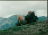 Binoculars