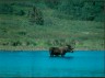 Moose