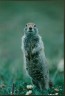 Prairie Dog